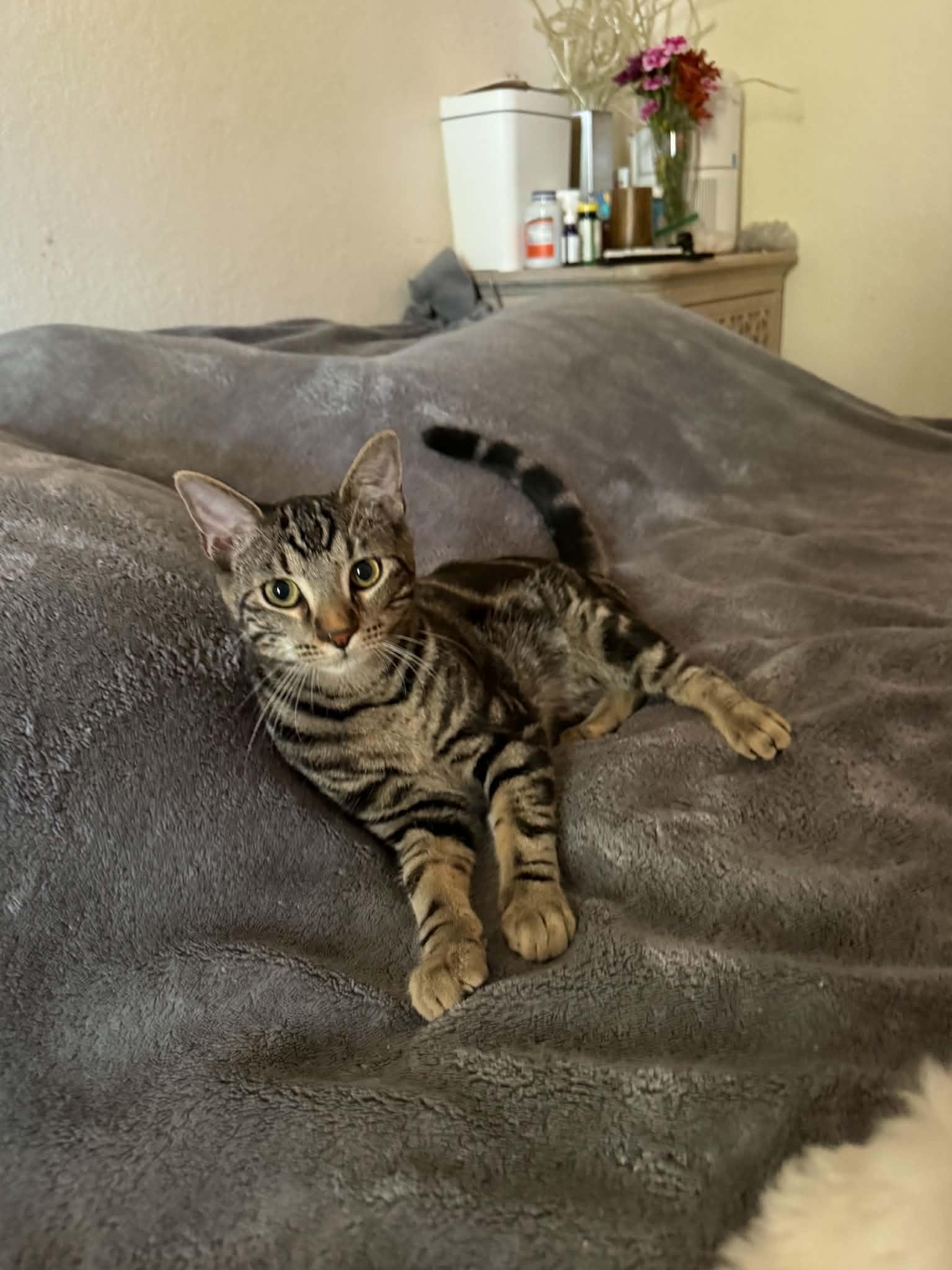 Cookie, Adoptable, Young Male Domestic Short Hair.