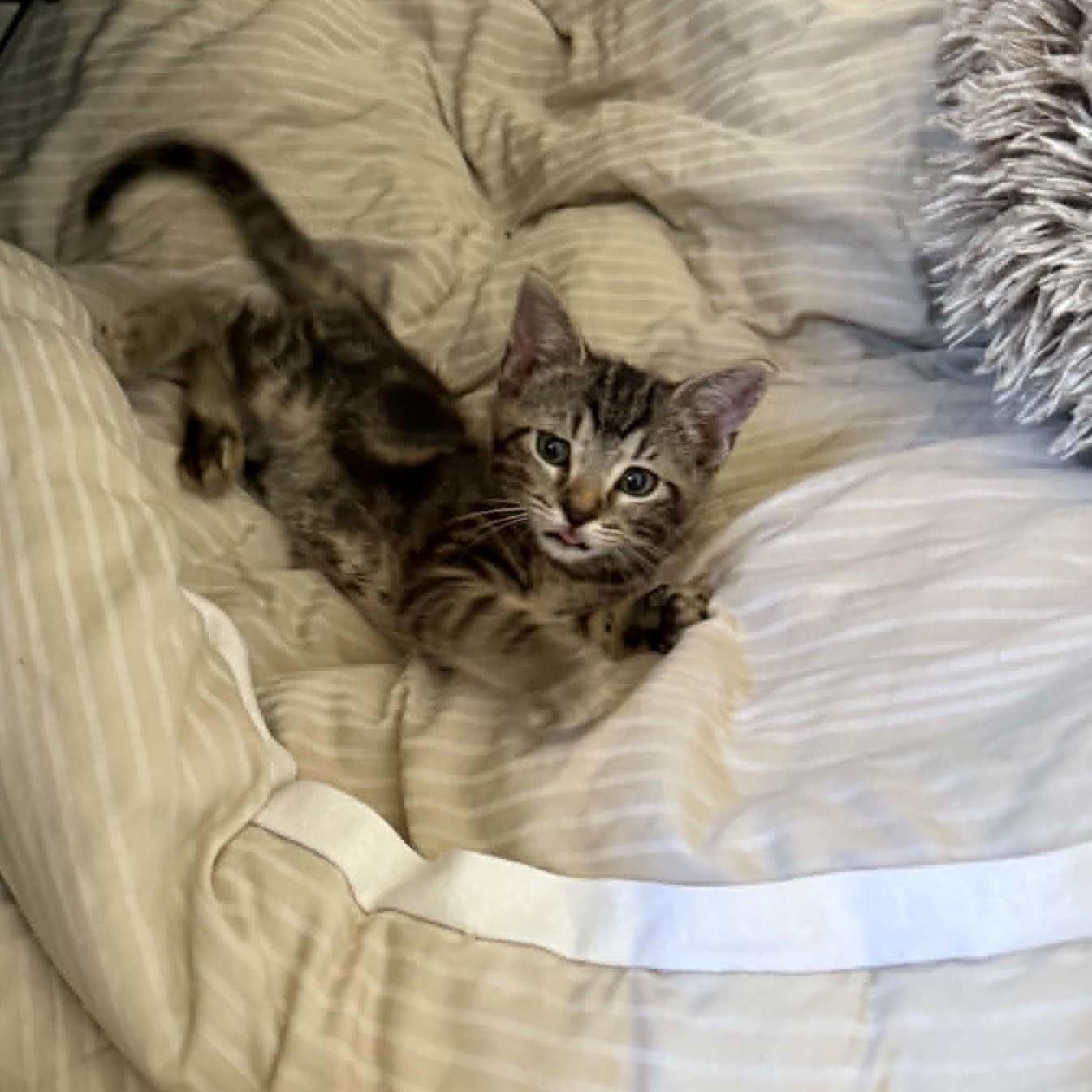 Enlarge Cookie, a ADOPTABLE Domestic Short Hair in Mansfield, TX image 1/1