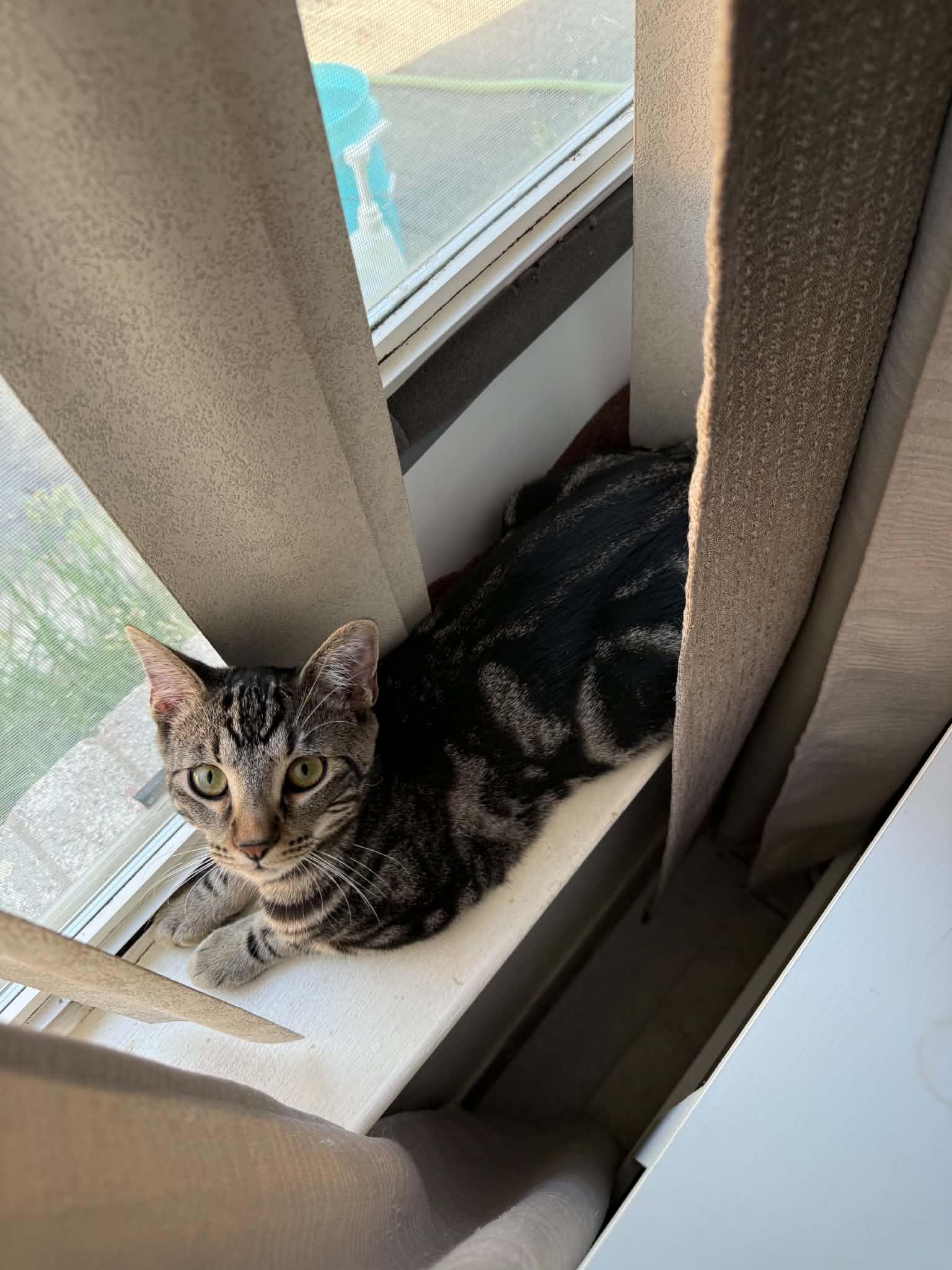 Enlarge Cookie, a Adoptable Domestic Short Hair in Mansfield, TX image 2/3