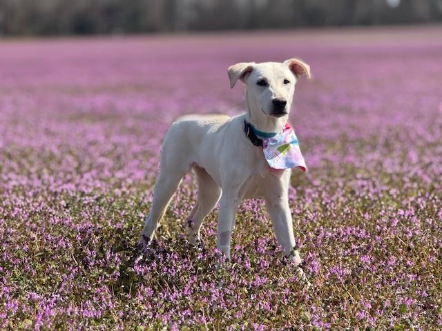 Enlarge Angelica, a Adoptable mixed breed in Willingboro, NJ image 2/6