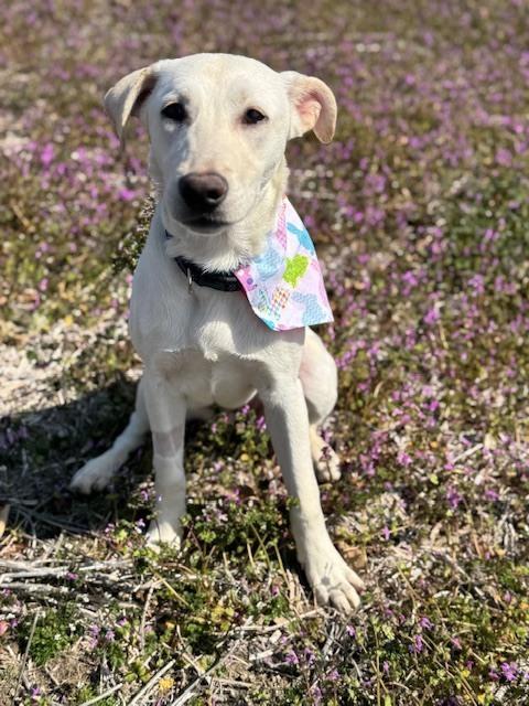 Enlarge Angelica, a Adoptable mixed breed in Willingboro, NJ image 3/6