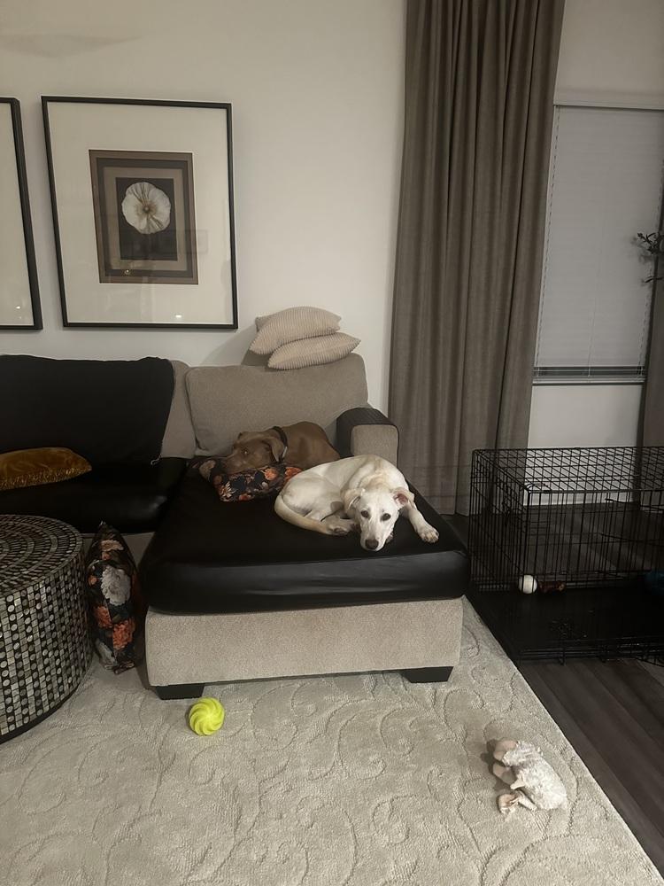 Enlarge Angelica, a Adoptable mixed breed in Willingboro, NJ image 4/6