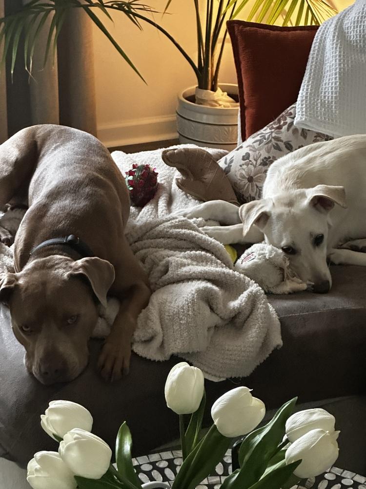 Enlarge Angelica, a Adoptable mixed breed in Willingboro, NJ image 5/6