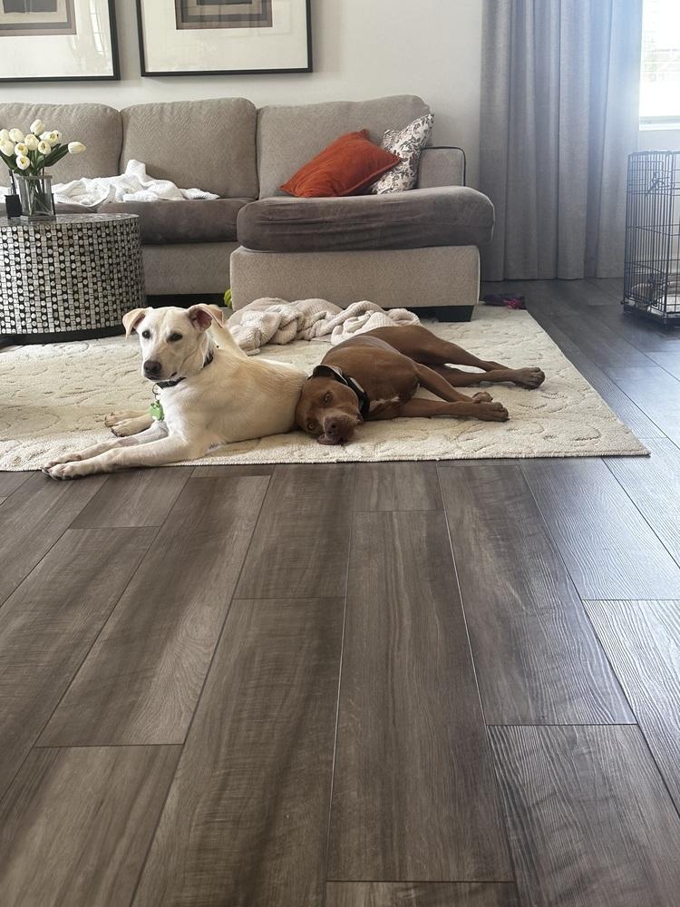 Enlarge Angelica, a Adoptable mixed breed in Willingboro, NJ image 6/6