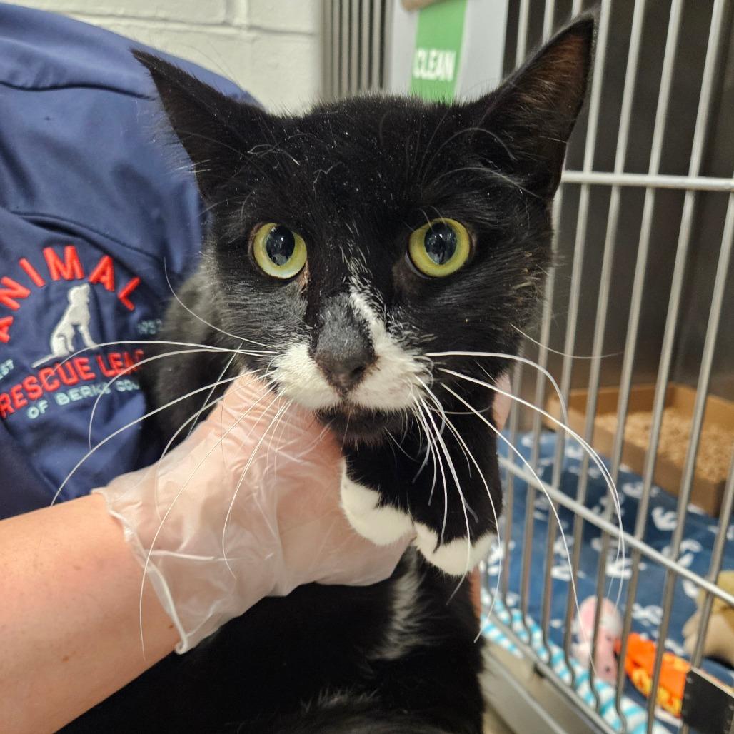 Socks - IN FOSTER, Adoptable, Adult Male Domestic Short Hair.