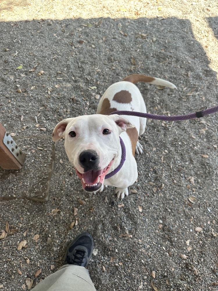 Enlarge Myla, a Adoptable Pit Bull Terrier in Ontario, CA image 1/5