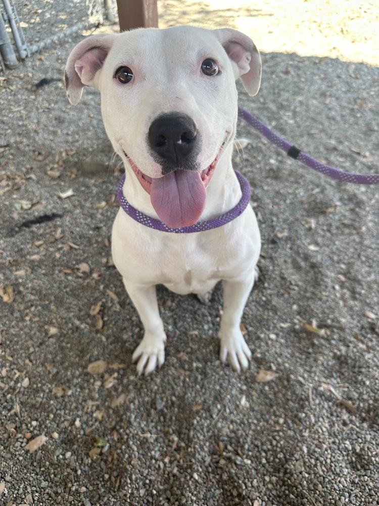 Enlarge Myla, a Adoptable Pit Bull Terrier in Ontario, CA image 2/5