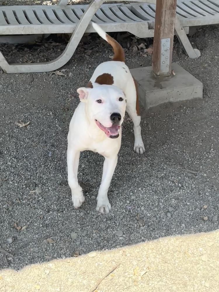 Enlarge Myla, a Adoptable Pit Bull Terrier in Ontario, CA image 3/5