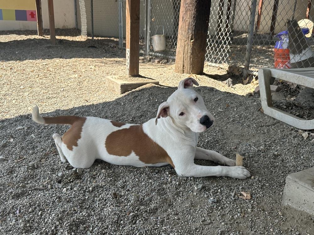 Enlarge Myla, a Adoptable Pit Bull Terrier in Ontario, CA image 4/5
