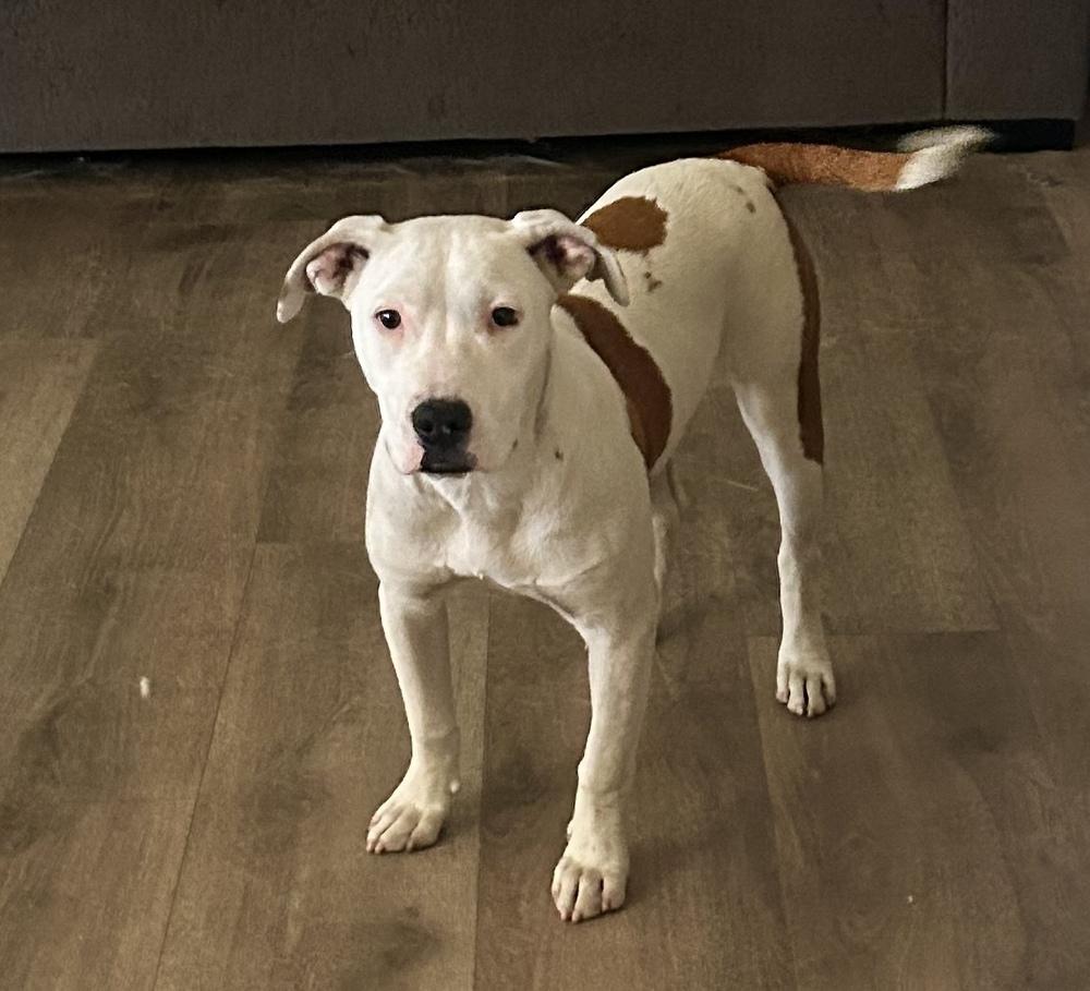 Enlarge Myla, a Adoptable Pit Bull Terrier in Ontario, CA image 5/5