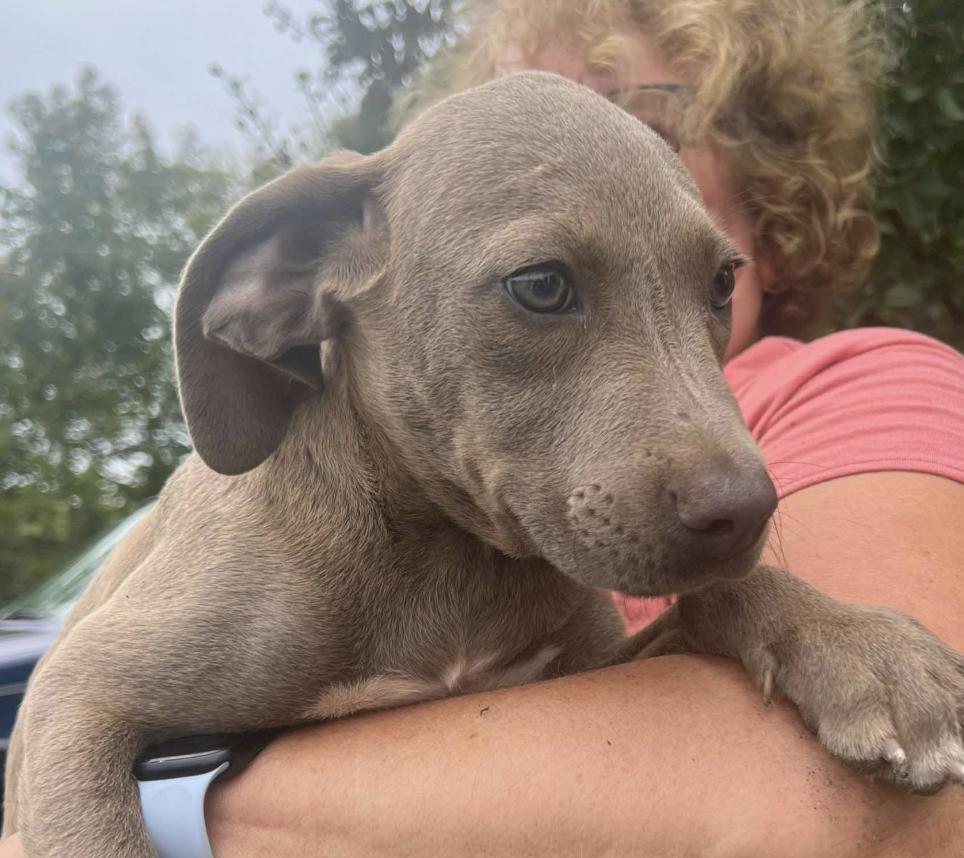 Shark Bait (oh ha ha), Adopted, Puppy Male Labrador Retriever & Mixed Breed.