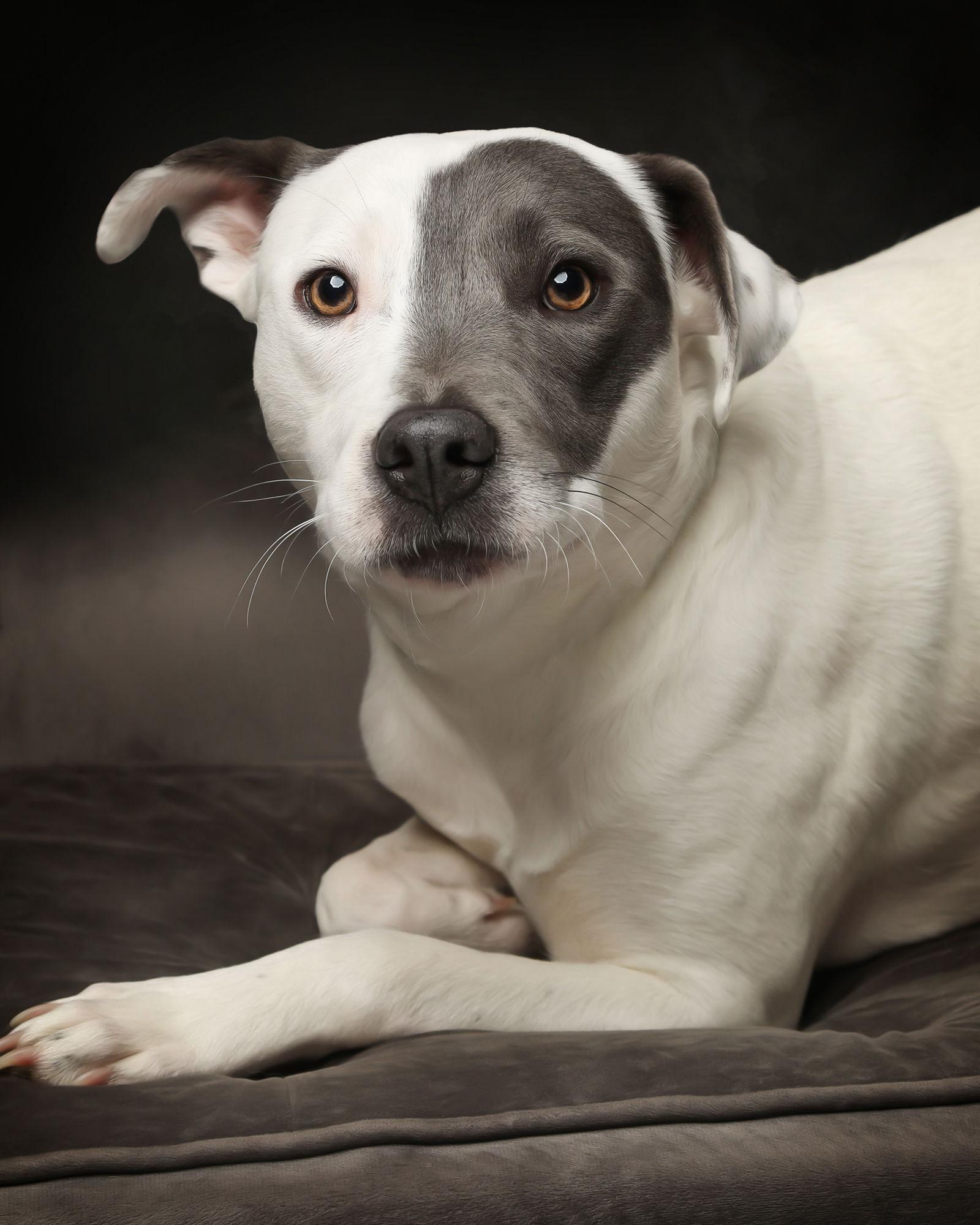 Patches, Adoptable, Young Female Pit Bull Terrier.