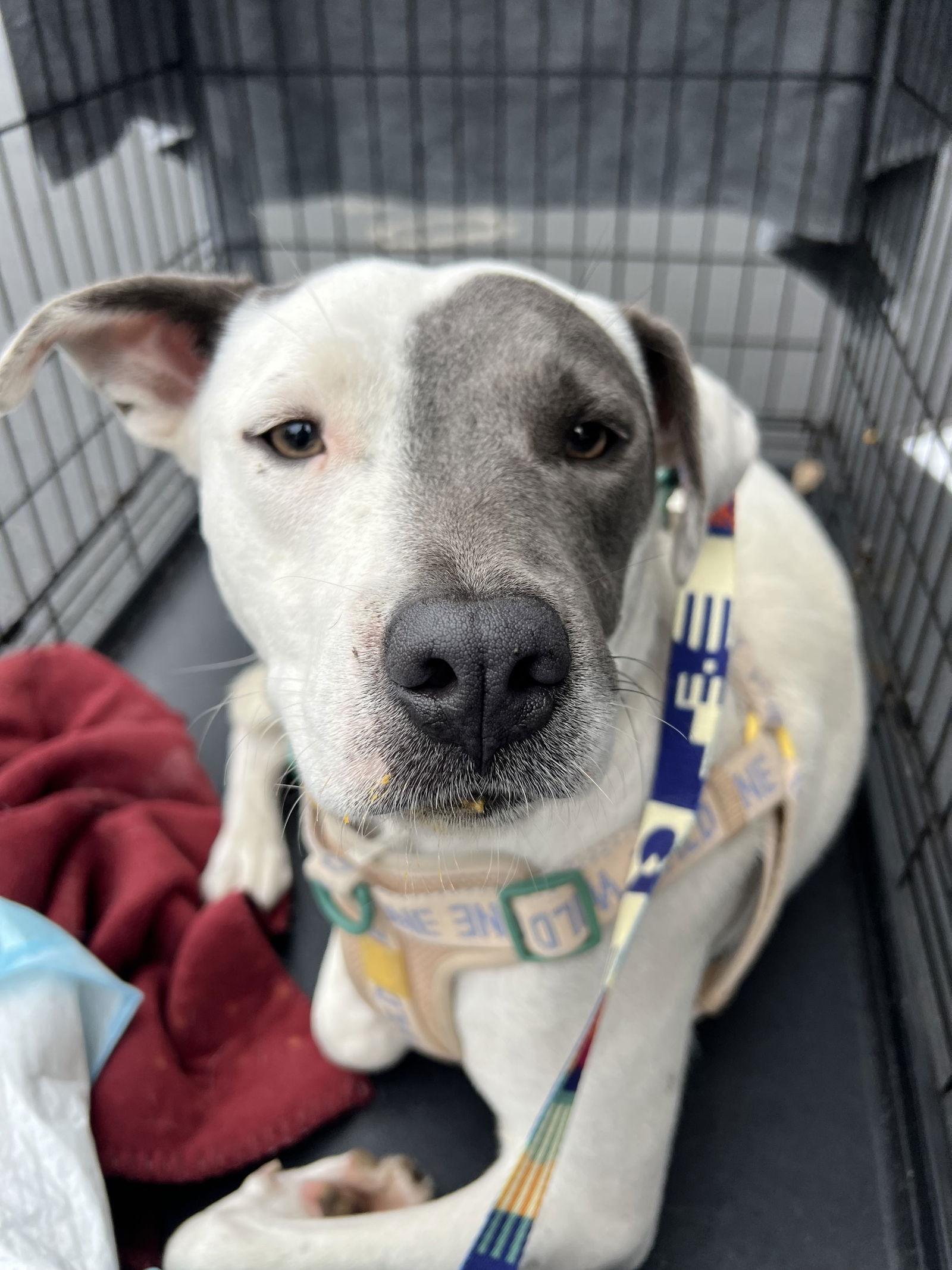 Enlarge Patches, a Adoptable Pit Bull Terrier in Seattle, WA image 2/3