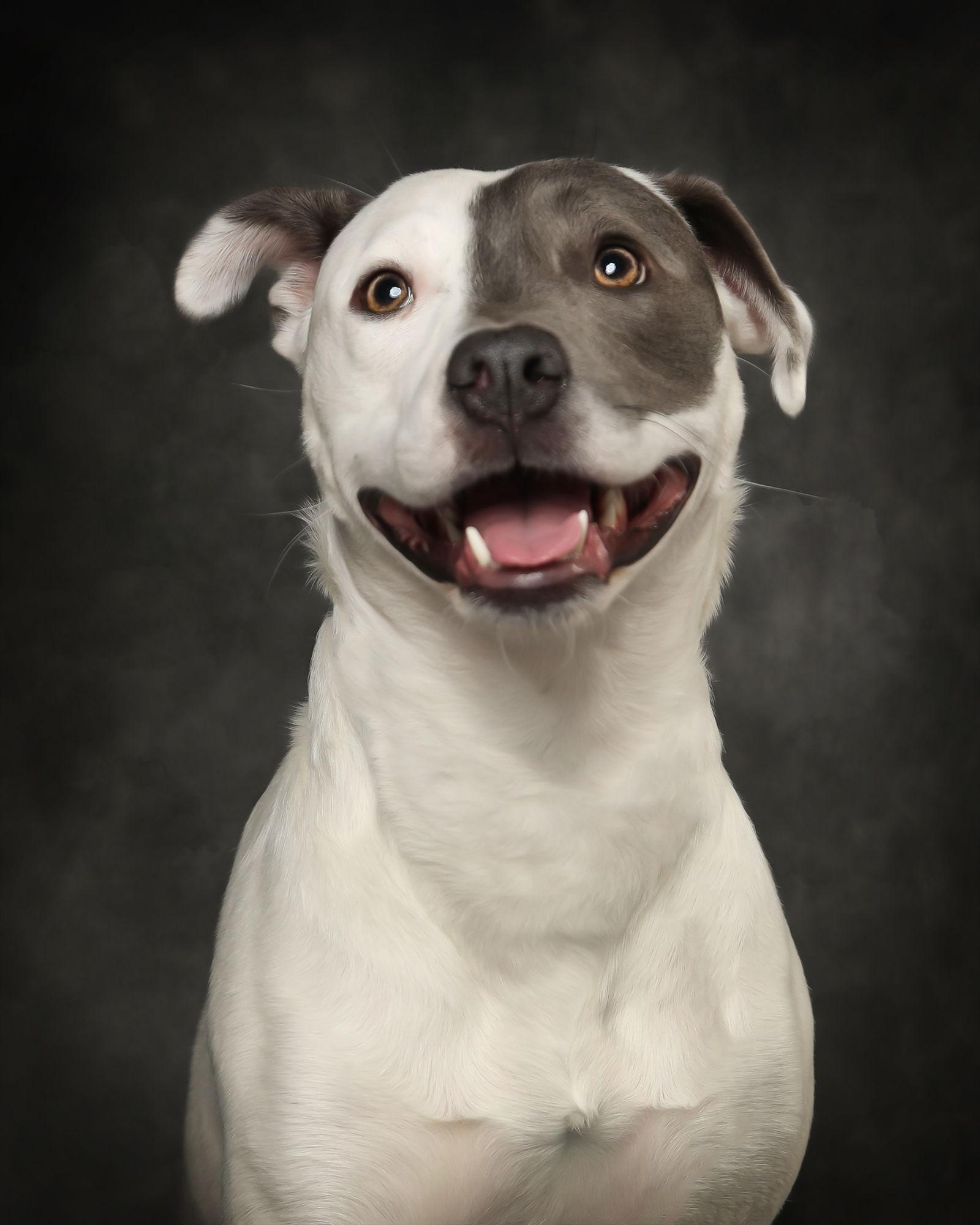 Enlarge Patches, a Adoptable Pit Bull Terrier in Seattle, WA image 3/3