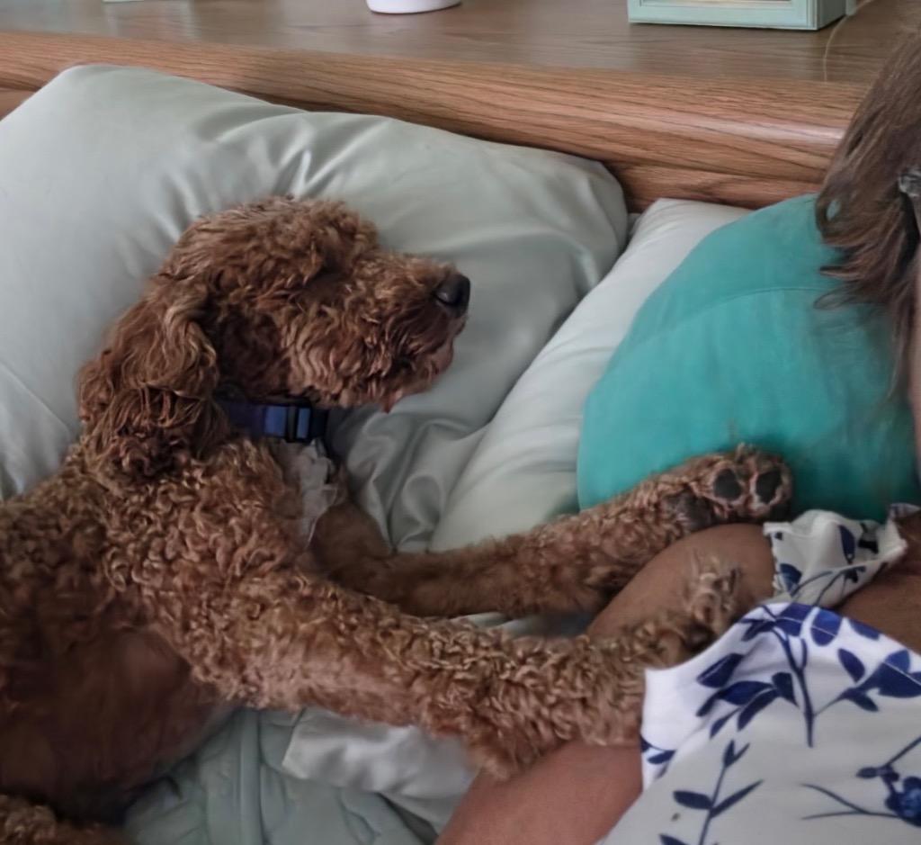 Hugo, Adopted, Adult Male Golden Retriever & Poodle.
