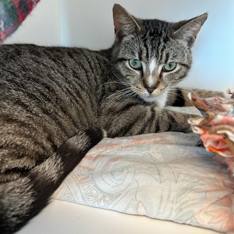 Enlarge Jellybean (ID 50939/1103), a ADOPTABLE Domestic Short Hair in Manassas, VA image 2/3