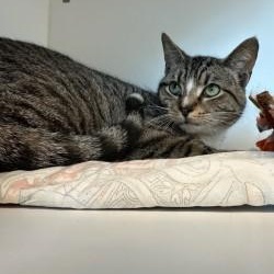 Enlarge Jellybean (ID 50939/1103), a ADOPTABLE Domestic Short Hair in Manassas, VA image 3/3