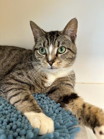 Enlarge Jellybean (ID 50939/1103), a ADOPTABLE Domestic Short Hair in Manassas, VA image 1/3