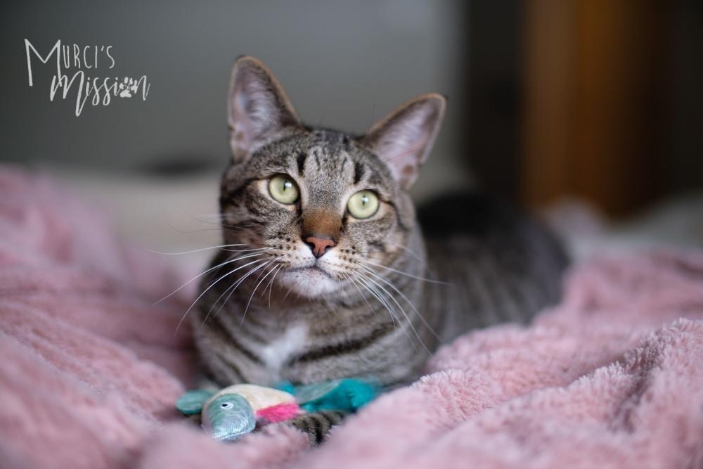 Enlarge Lemmy, a Adoptable mixed breed in Spokane , WA image 1/3