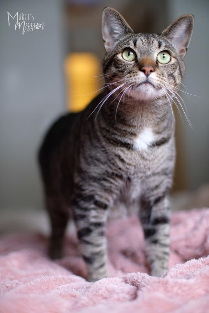 Enlarge Lemmy, a Adoptable mixed breed in Spokane , WA image 2/3