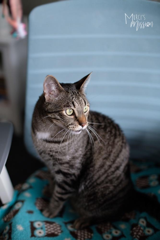 Enlarge Lemmy, a Adoptable mixed breed in Spokane , WA image 3/3