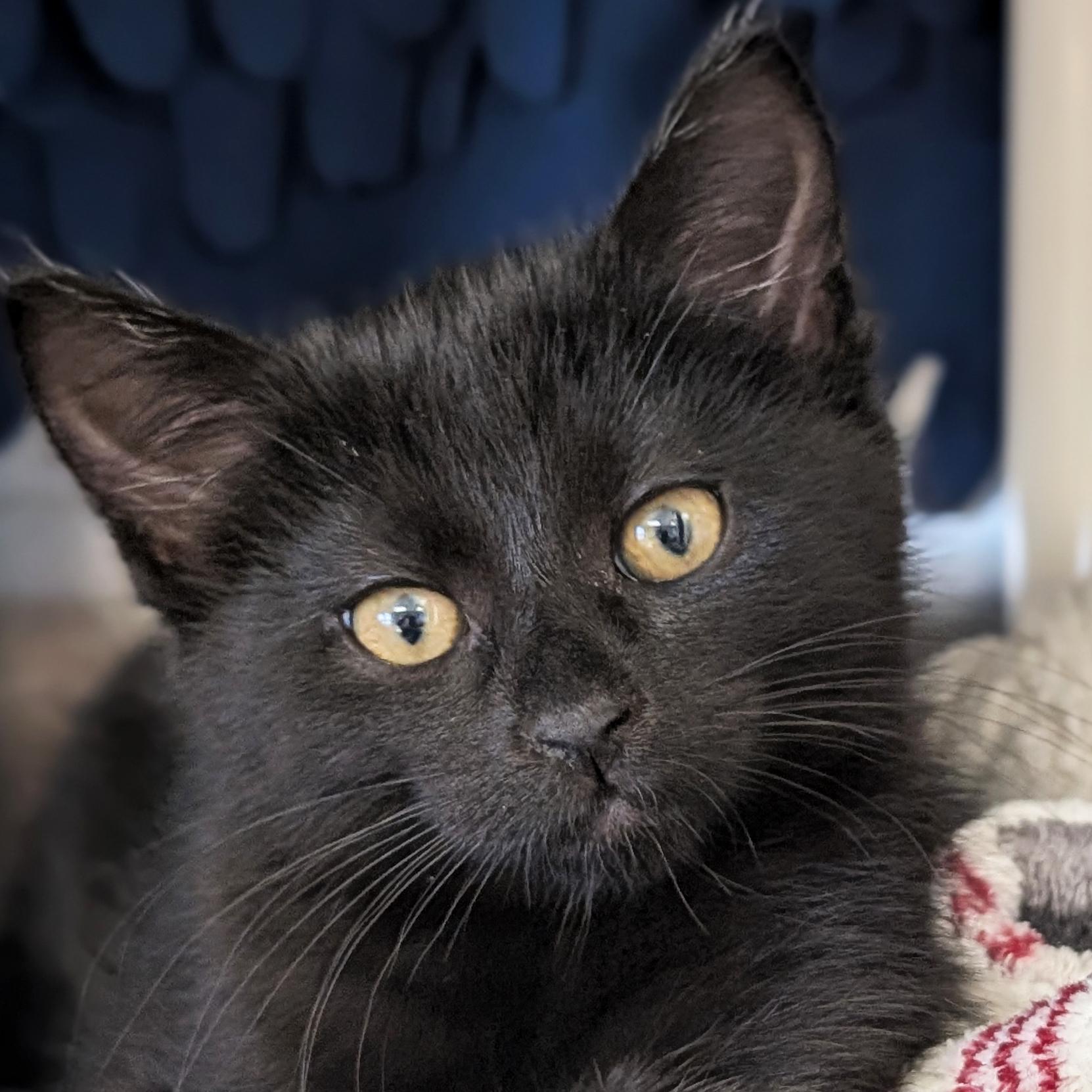 Space Invader, Adoptable, Kitten Female Domestic Short Hair.
