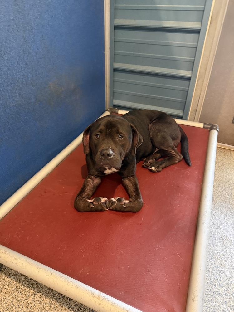 Gus, a Adoptable mixed breed in Bartlesville, OK image 1/3