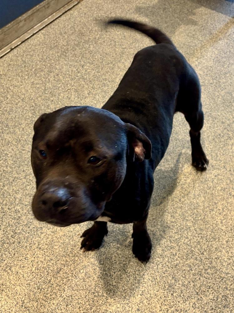Gus, a Adoptable mixed breed in Bartlesville, OK image 2/3
