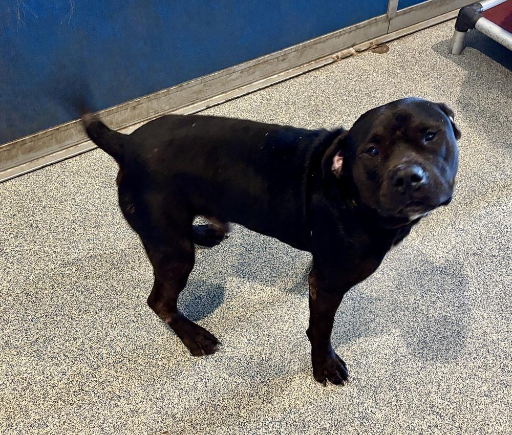 Gus, a Adoptable mixed breed in Bartlesville, OK image 3/3