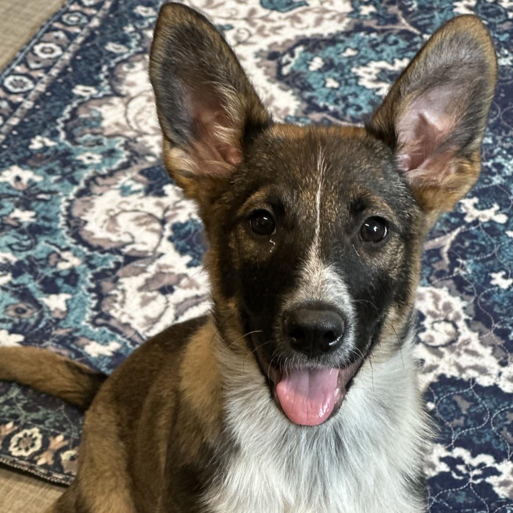 Indy, Adoptable, Puppy Female Mixed Breed.