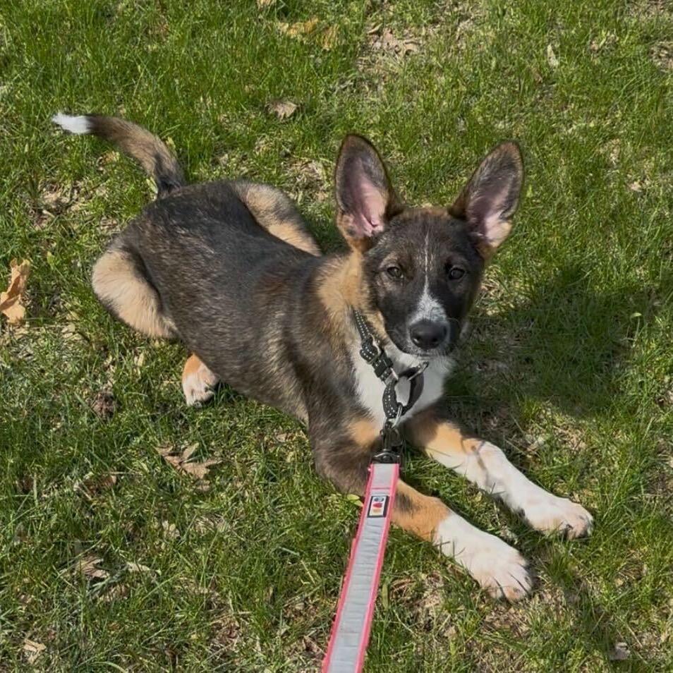 Enlarge Indy, a Adoptable Mixed Breed in Hinsdale, IL image 2/6