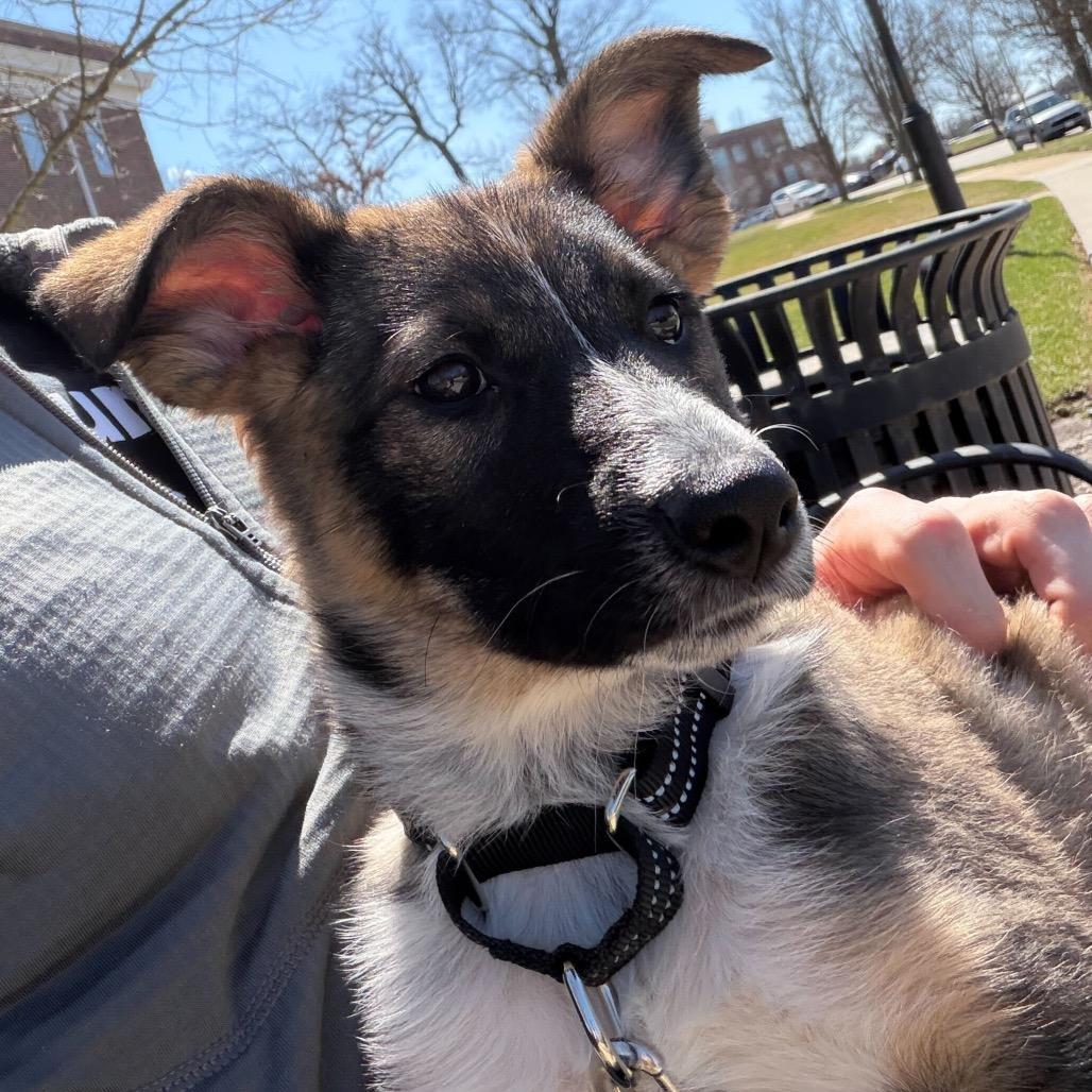 Enlarge Indy, a Adoptable Mixed Breed in Hinsdale, IL image 3/6