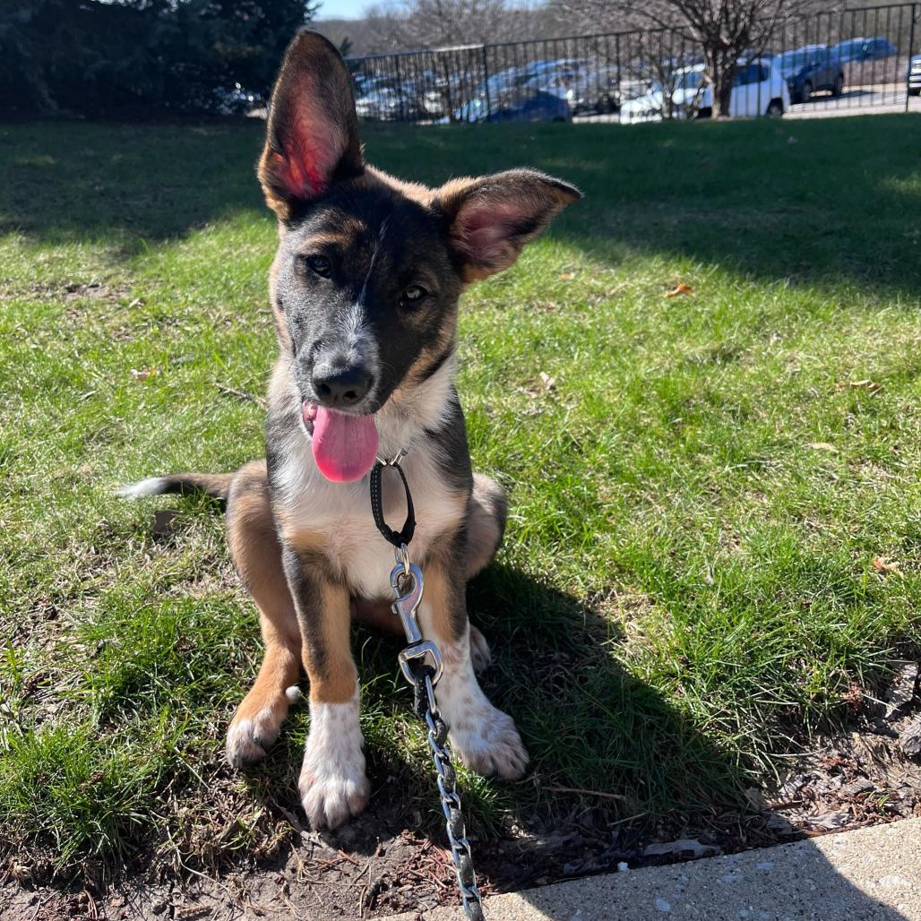 Enlarge Indy, a Adoptable Mixed Breed in Hinsdale, IL image 4/6