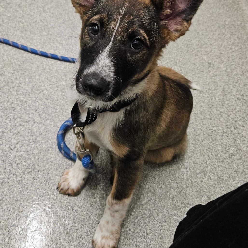 Enlarge Indy, a Adoptable Mixed Breed in Hinsdale, IL image 5/6