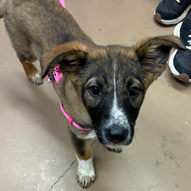 Enlarge Indy, a Adoptable Mixed Breed in Hinsdale, IL image 6/6