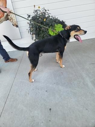 Knuckles, Adoptable, Adult Male German Shepherd Dog & Mixed Breed.