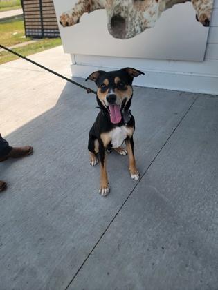 Knuckles, a Adoptable mixed breed in Fergus Falls, MN image 2/3