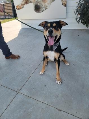 Knuckles, a Adoptable mixed breed in Fergus Falls, MN image 3/3