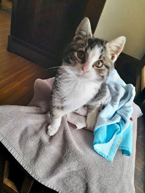 Pretzel, Adoptable, Young Male Domestic Short Hair.