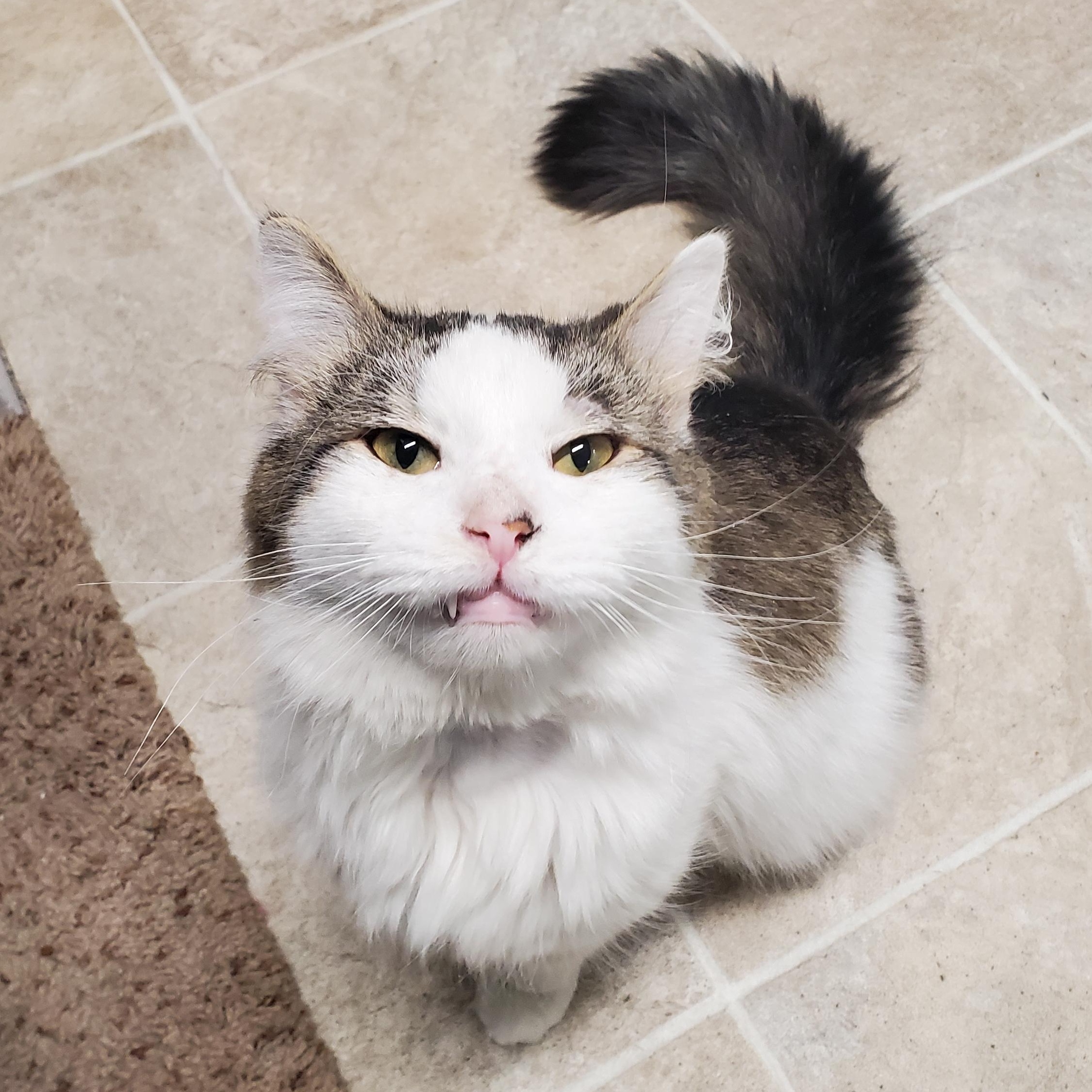 Enlarge Gabriel, an adopted Domestic Long Hair in Marseilles, IL image 1/1