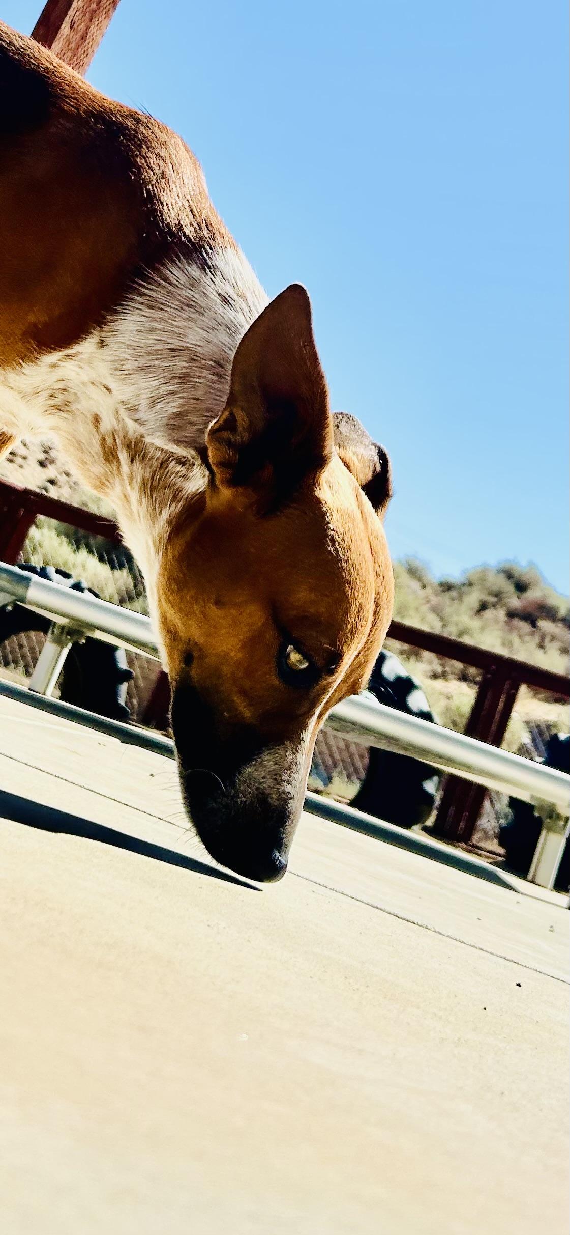 Dexter, a Adoptable mixed breed in Bakersfield, CA image 5/6