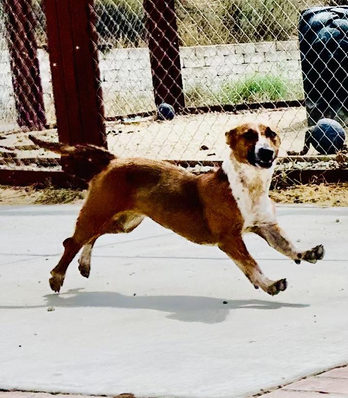Dexter, Adoptable, Young Male Mixed Breed.