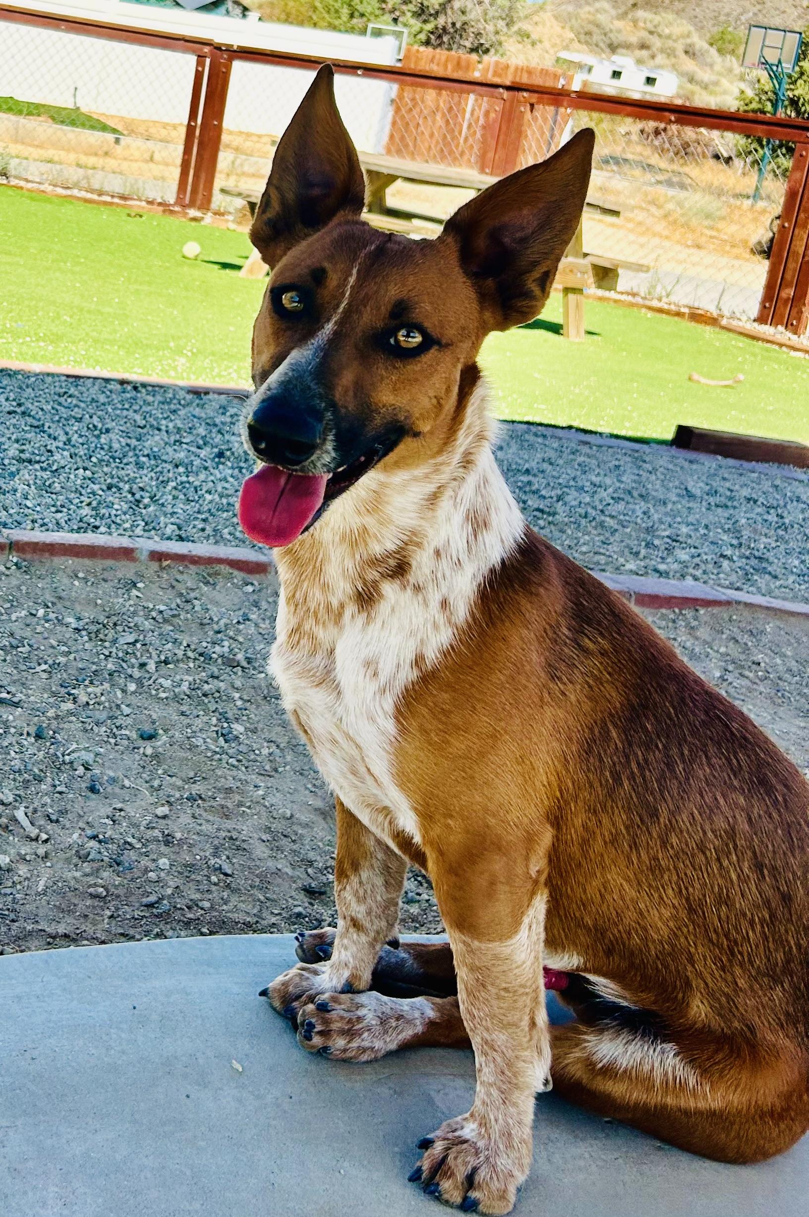Dexter, a Adoptable mixed breed in Bakersfield, CA image 6/6
