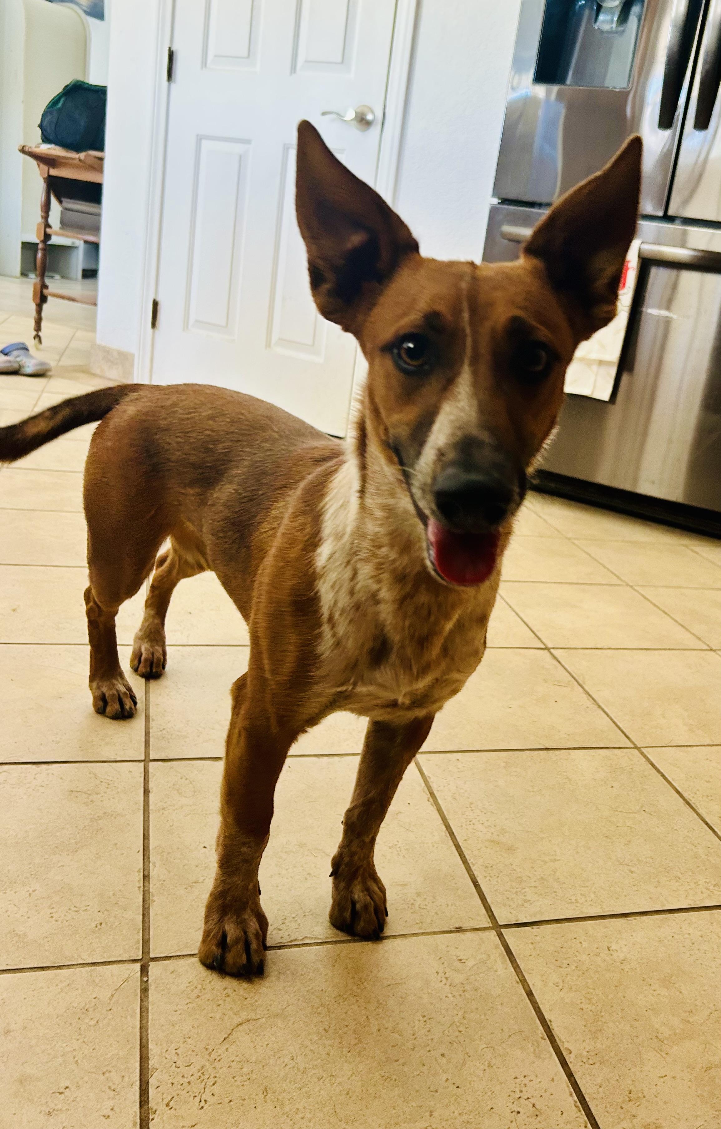 Dexter, a Adoptable mixed breed in Bakersfield, CA image 4/6