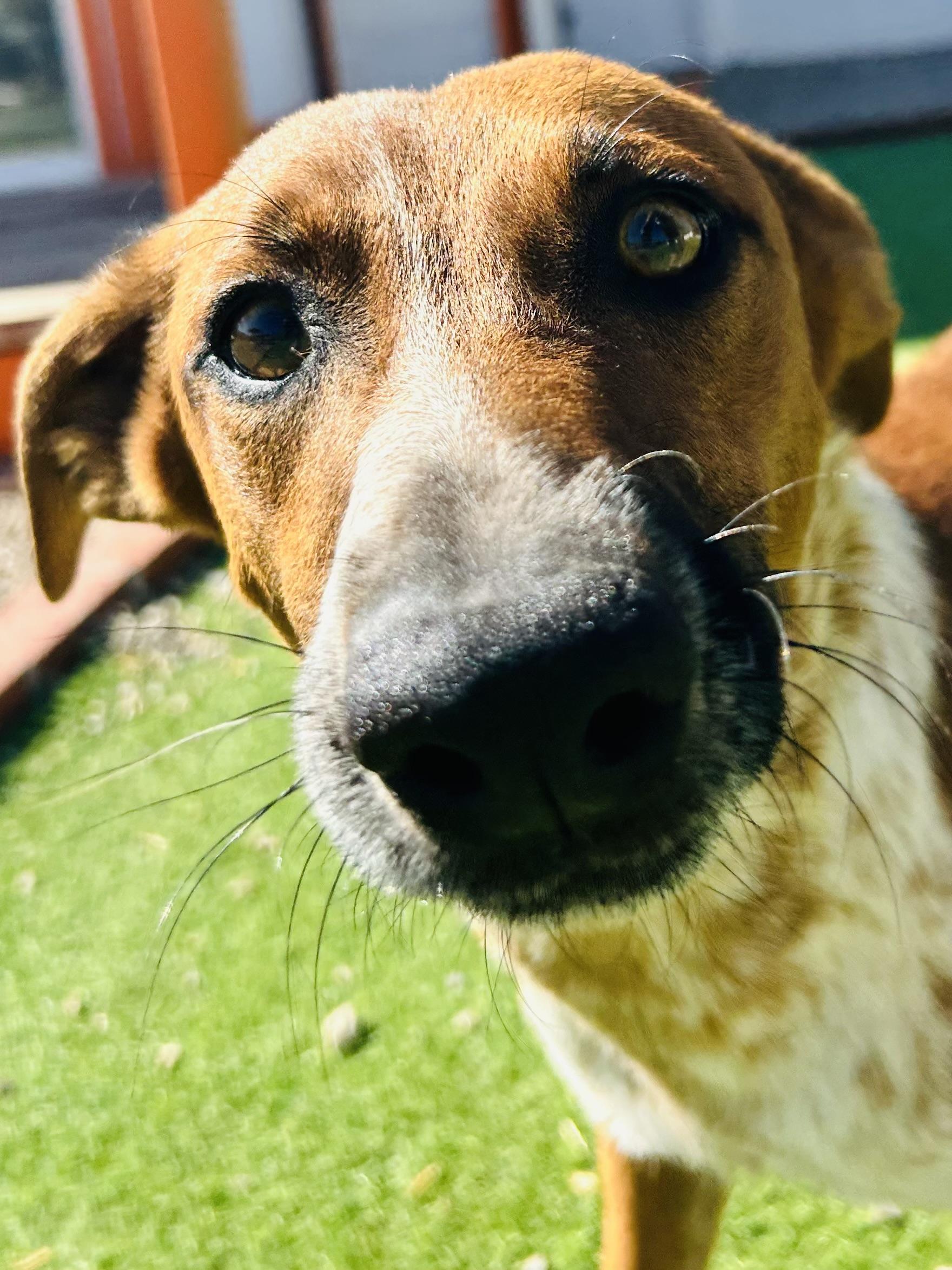 Dexter, a Adoptable mixed breed in Bakersfield, CA image 3/6