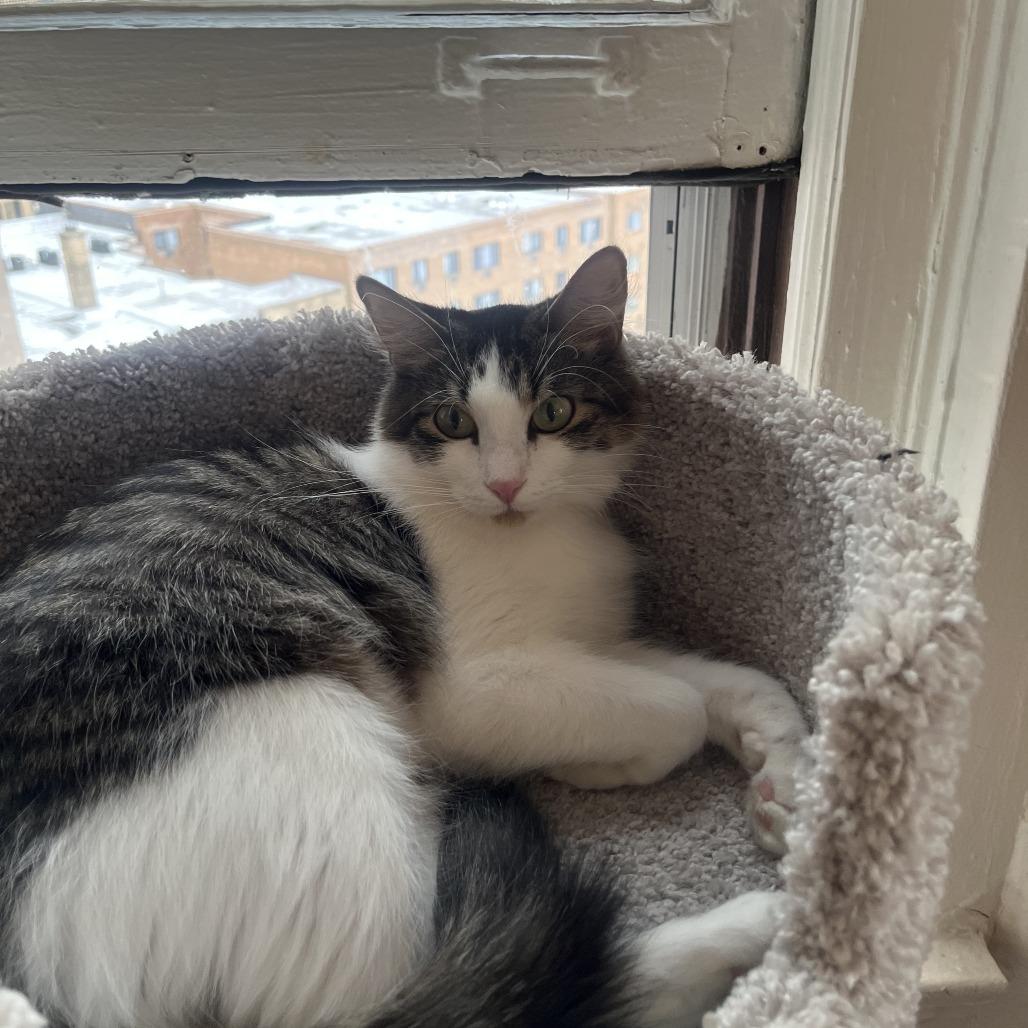 Luna Ardmore, Adoptable, Adult Female Domestic Short Hair.