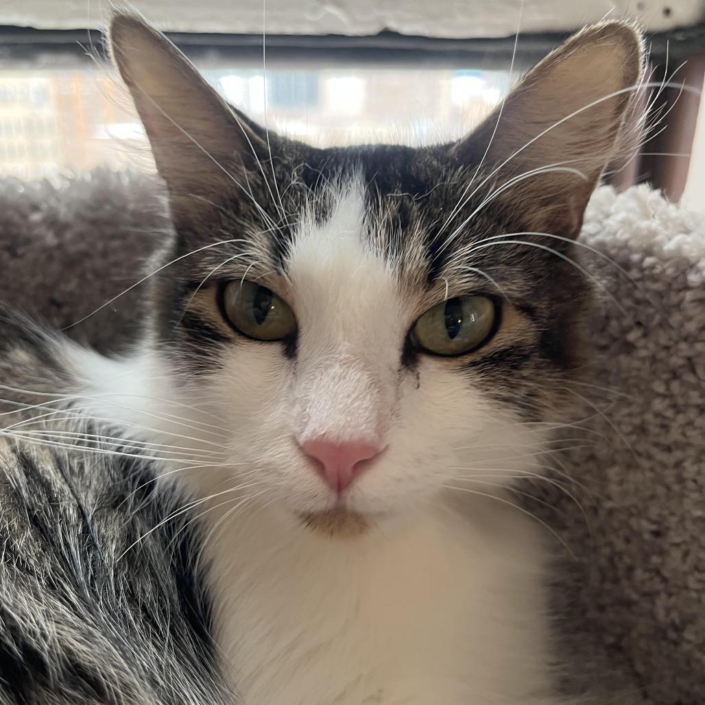 Enlarge Luna Ardmore, a Adoptable Domestic Short Hair in Chicago, IL image 2/2