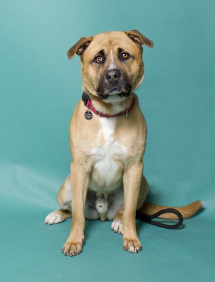 Enlarge Kylo, a Adoptable mixed breed in Santa Paula, CA image 1/5