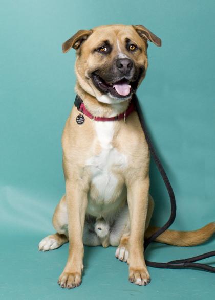 Enlarge Kylo, a Adoptable mixed breed in Santa Paula, CA image 2/5