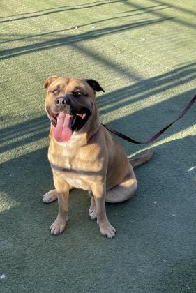 Enlarge Kylo, a Adoptable mixed breed in Santa Paula, CA image 3/5